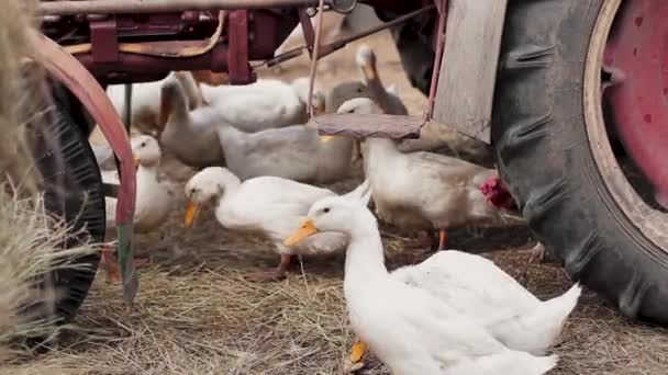 Bílé Kachny Chodí Zemi Poseté Slámou Pozadí Starý Červený Traktor — Stock video