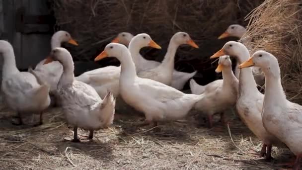 Bílé Kachny Chodí Zemi Poseté Slámou Pozadí Sena — Stock video