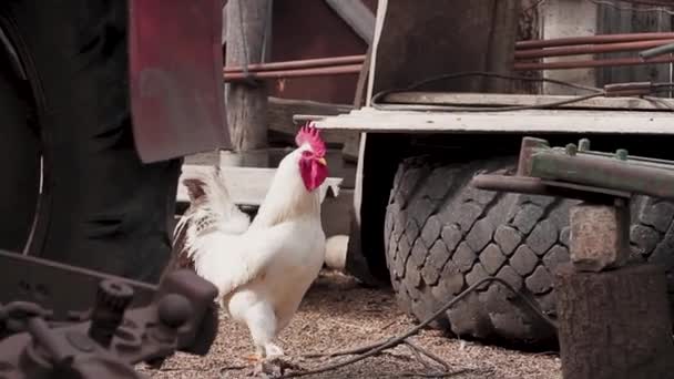 Bílý Kohout Červené Kuře Procházka Farmě Mezi Starými Náhradními Díly — Stock video