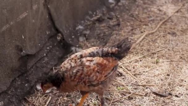 Pollo Pelo Rojo Picotea Grano Bebe Agua Granja — Vídeo de stock