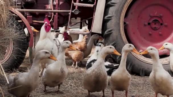 White Ducks Chickens Walk Ground Strewn Straw Background Old Red — Stock Video
