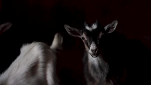 White Black Goats Looking Camera Close — Stock Video