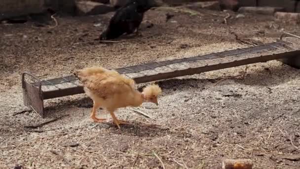 Rödhårig Kyckling Plockar Säd Och Dricker Vatten Gården — Stockvideo