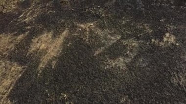 Yanmış, yanmış bir alanda kameranın uçuşu. Yukarıdan görüntüle.
