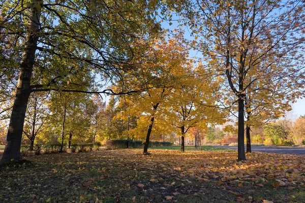 Höst i parken — Stockfoto