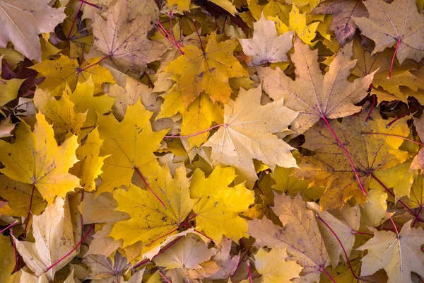 Achtergrond gemaakt van herfstbladeren — Stockfoto