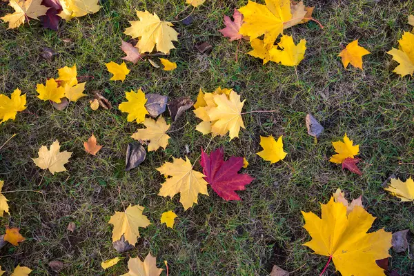 Fondo hecho de hierba y hojas de otoño —  Fotos de Stock
