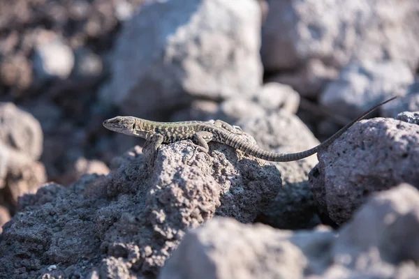 Lizard on the volcanic rocks in Vesuvio National Park — Stock Photo, Image