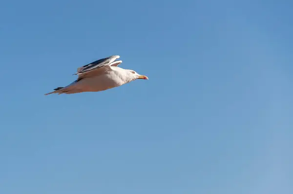 Mouette volante contre un ciel bleu — Photo