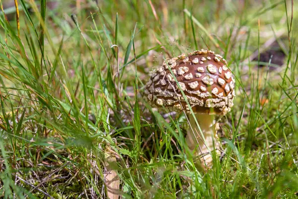 Brown toadstool in a forest — Stock Photo, Image