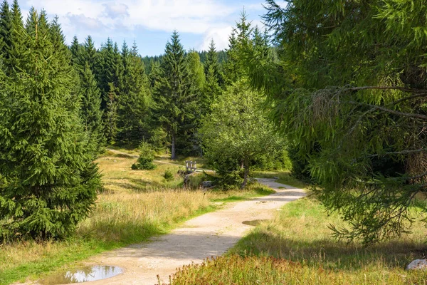 Sentier forestier dans les montagnes de Jizera — Photo