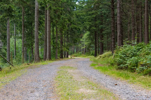 Lesní Stezka Vodopádu Řeky Kamienczyk Krkonoších Szklarské Poreby Polsko — Stock fotografie