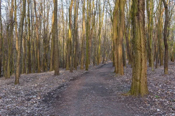 Camino Tierra Parque Millenium Sosnowiec Polonia Tarde Soleada — Foto de Stock