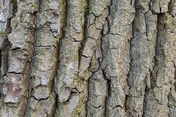 Kontekst Lub Faktura Kory Drzew — Zdjęcie stockowe