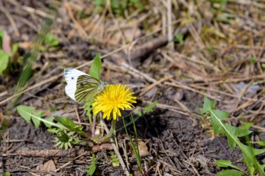White butterfly on the yellow flowerhead of field milk thistle clipart