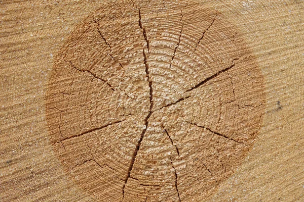 Cut Tree Stump Natural Background Texture — Stock Photo, Image