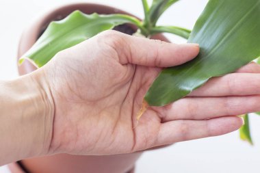 Palmiye ağacı drakena 'sı. Yaprakların uçları evde kurur. bitki hastalığı.