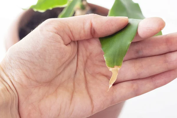 Palm Tree Plant Dracaena Tips Leaves Dry Home Plant Disease — Stock Photo, Image