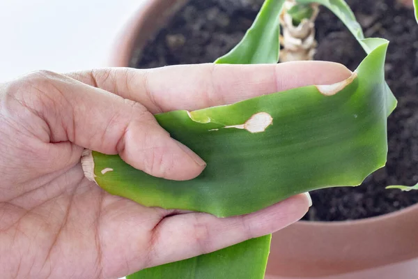 Palm Tree Plant Dracaena Tips Leaves Dry Home Plant Disease — ストック写真