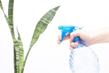Kapalı alandaki bitkilere su püskürtmek. Elinde su dolu bir sprey şişesi var. Bitkilerin sulanması, bitki yapraklarının yıkanması