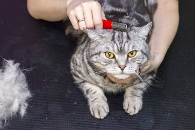 Evcil hayvan salonundaki memnun kedi. Evcil hayvan güzellik salonunda kedi tımarlamak. Üstat fazla saç tarıyor. Deri dök