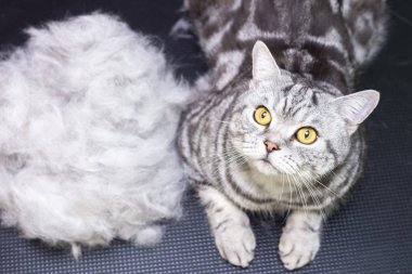 Güzellik salonunda halinden memnun bir kedi. Evcil hayvan güzellik salonunda kedi tımarlamak. Kedi tüy dökme prosedürü. Fazla saçla savaşıyor. Kedi saçının yanındadır. Yün yığını..
