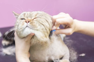 Evcil hayvan salonundaki memnun kedi. Evcil hayvan güzellik salonunda kedi tımarlamak. Usta, kesilmiş bir kedinin fazlalık saçlarını tarıyor..