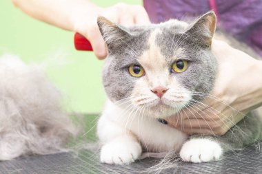 Evcil hayvan salonundaki memnun kedi. Evcil hayvan güzellik salonunda kedi tımarlamak. Üstat fazla saç tarıyor. Deri dök
