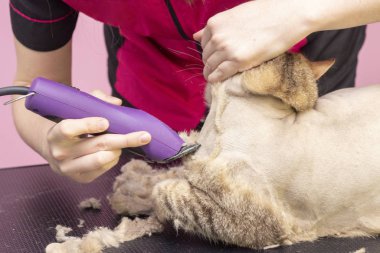 Groomer kuaförde kedi kılı kesmiş. Bir evcil hayvan dükkanında kedi kılı kesmek için budama makinesi kullanıyor..