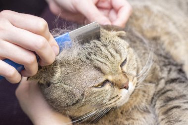 Kedi bakımı, yün tarama. Ekspres deri. Güzellik salonunda güzel bir kedi. Tımar edilmiş hayvanlar, taranmış saçlar. Kedi bakıcılığı ustası..