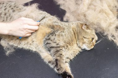 Kedi bakımı, yün tarama. Ekspres deri. Güzellik salonunda güzel bir kedi. Tımar edilmiş hayvanlar, taranmış saçlar. Kedi bakıcılığı ustası..