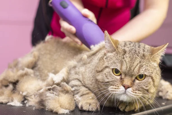 Grooming cats in a pet beauty salon. The master uses a trimmer to cut cat hair.