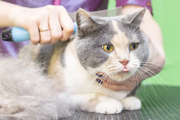 Cat grooming, combing wool. Express molt. Beautiful cat in a beauty salon. Grooming animals, combing hair. master of grooming cats.