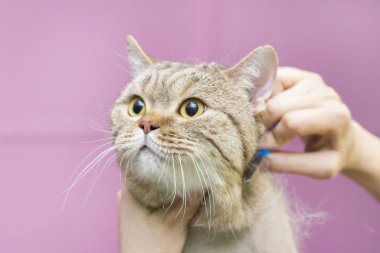 Kedi bakımı, yün tarama. Ekspres deri. Güzellik salonunda güzel bir kedi. Tımar edilmiş hayvanlar, taranmış saçlar. Kedi bakıcılığı ustası..