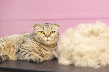 Güzellik salonunda halinden memnun bir kedi. Evcil hayvan güzellik salonunda kedi tımarlamak. Kedi tüy dökme prosedürü. Fazla saçla savaşıyor. Kedi saçının yanındadır. Yün yığını. katla kedi