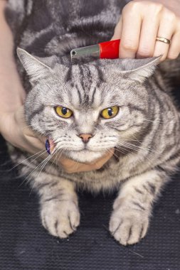 Kedi bakımı, yün tarama. Ekspres deri. Güzellik salonunda güzel bir kedi. Tımar edilmiş hayvanlar, taranmış saçlar. Kedi tımarlama ustası. dikey resim