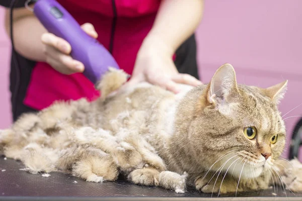 Groomer Couper Les Poils Chat Dans Salon Soins Des Animaux — Photo