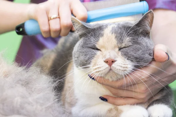 Kedi bakımı, yün tarama. Ekspres deri. Güzellik salonunda güzel bir kedi. Tımar edilmiş hayvanlar, taranmış saçlar. Kedi bakıcılığı ustası..