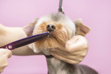 Köpeğin kuaföründe kuaförlük yapıyor. Dog 'a yakın çekim. Köpek makasla budanmış. pembe arka plan. tımar konsepti