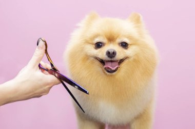 Köpeğin kuaföründe kuaförlük yapıyor. Dog 'a yakın çekim. Köpek makasla budanmış. pembe arka plan. tımar konsepti