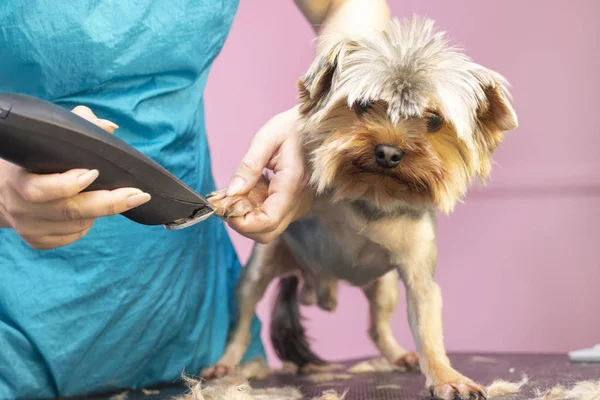 Hunden Klipper Sig Pet Spa Grooming Salon Närbild Dog Skär — Stockfoto
