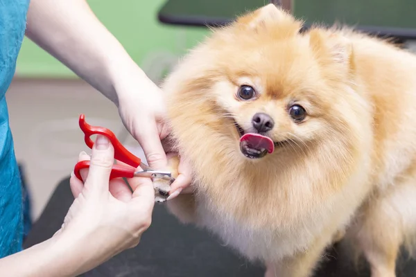 狗在宠物店里被用爪子修剪过 狗狗特写 美容师概念 — 图库照片