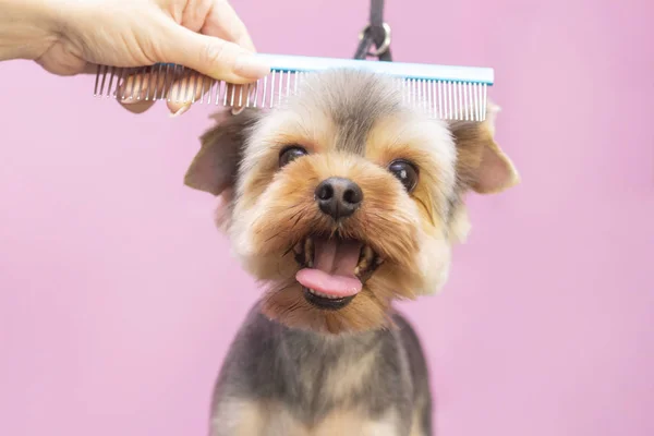 Köpeğin kuaföründe kuaförlük yapıyor. Dog 'a yakın çekim. Köpeğin saç tıraşı var. Saçı tara. pembe arka plan. tımar konsepti.
