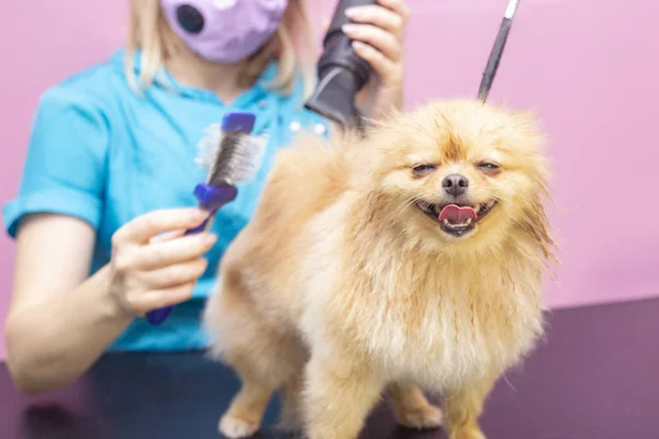 犬はペットスパグルーミングサロンでヘアカットを取得します 犬の閉鎖だその犬はドライヤーで乾燥している グルーマーの概念 — ストック写真