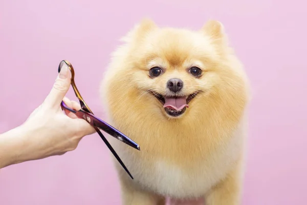 Köpeğin kuaföründe kuaförlük yapıyor. Dog 'a yakın çekim. Köpek makasla budanmış. pembe arka plan. tımar konsepti