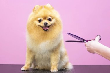 Uzman bir kuaförde profesyonel bir köpek bakımı. Tımarcılar aletleri ellerinde tutuyorlar. Pembe arka plan. tımar konsepti