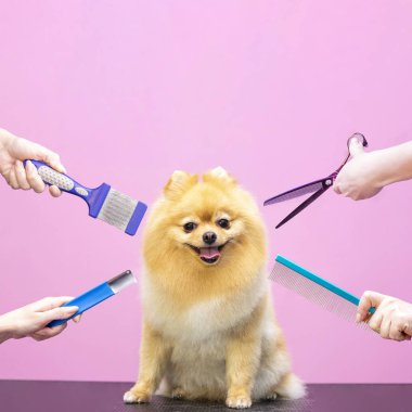 Uzman bir kuaförde profesyonel bir köpek bakımı. Tımarcılar aletleri ellerinde tutuyorlar. Pembe arka plan. Tımar konsepti. Kare fotoğraf