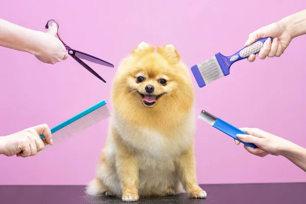 Profesional Cuida Perro Salón Especializado Peluqueros Sosteniendo Herramientas Las Manos —  Fotos de Stock