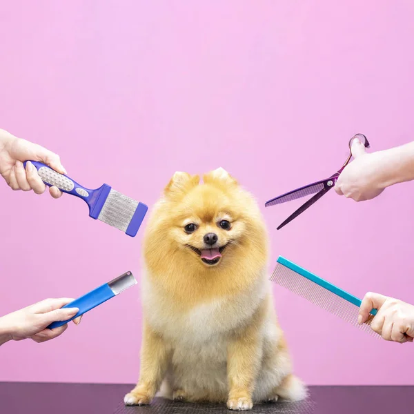 専門のサロンで犬のための専門的なケア 手に工具を持っているグルーマー ピンクの背景グルーマーの概念正方形の写真 — ストック写真