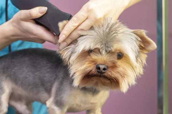 Chien Fait Couper Les Cheveux Salon Toilettage Pet Spa Gros — Photo